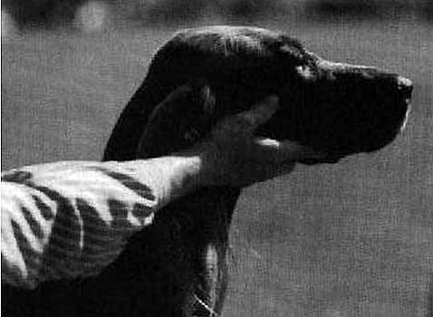 Хэндлер держит голову собаки как произведение искусства. 